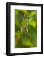 Golden Orb Weaver Spider, Costa Rica-null-Framed Photographic Print