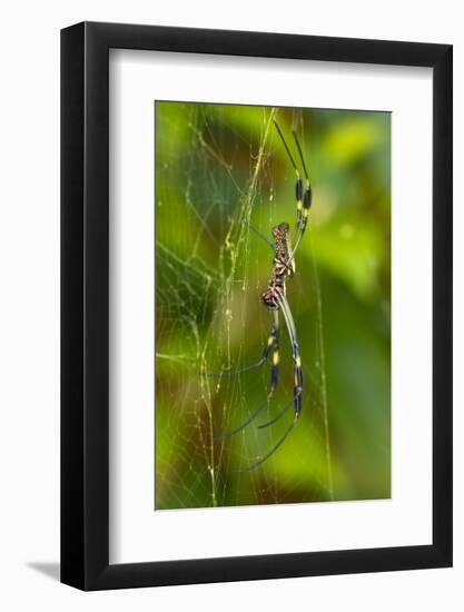 Golden Orb Weaver Spider, Costa Rica-null-Framed Photographic Print