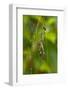 Golden Orb Weaver Spider, Costa Rica-null-Framed Photographic Print