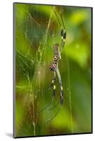 Golden Orb Weaver Spider, Costa Rica-null-Mounted Photographic Print