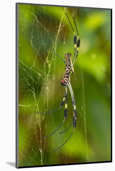 Golden Orb Weaver Spider, Costa Rica-null-Mounted Photographic Print