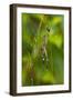 Golden Orb Weaver Spider, Costa Rica-null-Framed Photographic Print