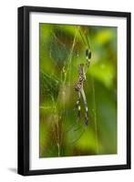 Golden Orb Weaver Spider, Costa Rica-null-Framed Photographic Print