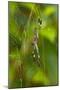 Golden Orb Weaver Spider, Costa Rica-null-Mounted Photographic Print