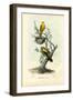 Golden Oriole, 1863-79-Raimundo Petraroja-Framed Giclee Print