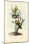 Golden Oriole, 1863-79-Raimundo Petraroja-Mounted Giclee Print