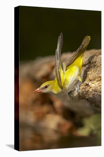 Golden Oriole Female Drinking from Forest Pool-null-Stretched Canvas