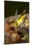 Golden Oriole Female Drinking from Forest Pool-null-Mounted Photographic Print