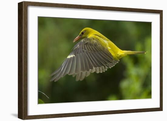 Golden Oriole (Oriolus Oriolus) Female in Flight to Nest, Bulgaria, May 2008-Nill-Framed Photographic Print