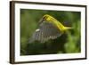 Golden Oriole (Oriolus Oriolus) Female in Flight to Nest, Bulgaria, May 2008-Nill-Framed Photographic Print