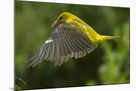 Golden Oriole (Oriolus Oriolus) Female in Flight to Nest, Bulgaria, May 2008-Nill-Mounted Photographic Print