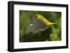 Golden Oriole (Oriolus Oriolus) Female in Flight to Nest, Bulgaria, May 2008-Nill-Framed Photographic Print