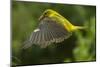 Golden Oriole (Oriolus Oriolus) Female in Flight to Nest, Bulgaria, May 2008-Nill-Mounted Photographic Print