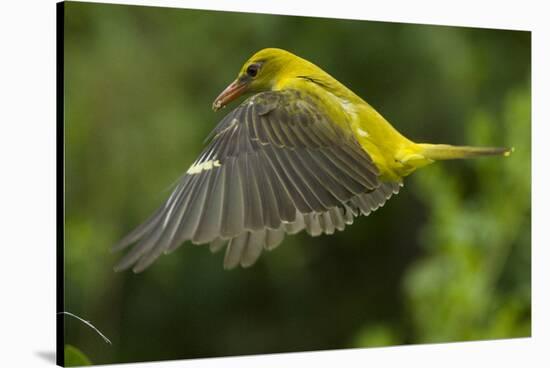 Golden Oriole (Oriolus Oriolus) Female in Flight to Nest, Bulgaria, May 2008-Nill-Stretched Canvas