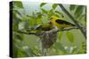 Golden Oriole (Oriolus Oriolus) Pair at Nest, Bulgaria, May 2008-Nill-Stretched Canvas