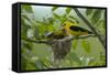 Golden Oriole (Oriolus Oriolus) Pair at Nest, Bulgaria, May 2008-Nill-Framed Stretched Canvas