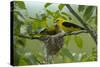 Golden Oriole (Oriolus Oriolus) Pair at Nest, Bulgaria, May 2008-Nill-Stretched Canvas