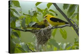 Golden Oriole (Oriolus Oriolus) Pair at Nest, Bulgaria, May 2008-Nill-Stretched Canvas