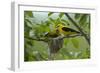 Golden Oriole (Oriolus Oriolus) Pair at Nest, Bulgaria, May 2008-Nill-Framed Premium Photographic Print