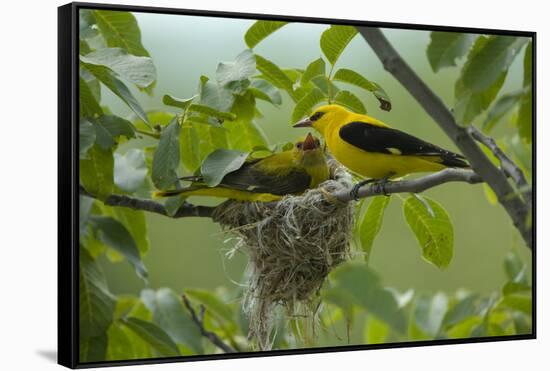 Golden Oriole (Oriolus Oriolus) Pair at Nest, Bulgaria, May 2008-Nill-Framed Stretched Canvas