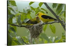 Golden Oriole (Oriolus Oriolus) Pair at Nest, Bulgaria, May 2008-Nill-Stretched Canvas