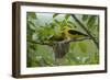 Golden Oriole (Oriolus Oriolus) Pair at Nest, Bulgaria, May 2008-Nill-Framed Photographic Print