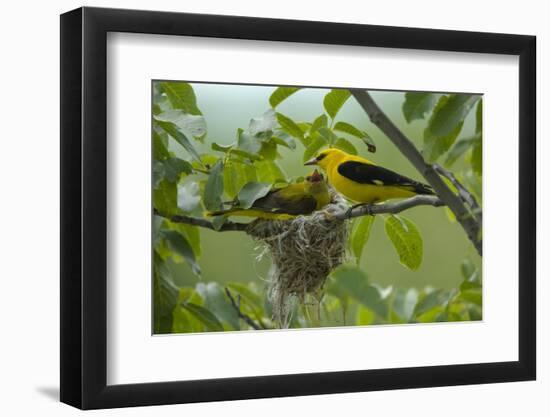 Golden Oriole (Oriolus Oriolus) Pair at Nest, Bulgaria, May 2008-Nill-Framed Photographic Print