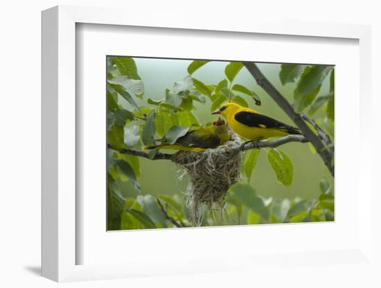 Golden Oriole (Oriolus Oriolus) Pair at Nest, Bulgaria, May 2008-Nill-Framed Photographic Print