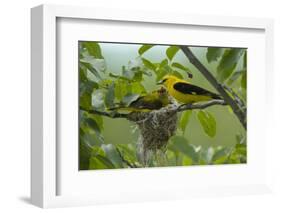 Golden Oriole (Oriolus Oriolus) Pair at Nest, Bulgaria, May 2008-Nill-Framed Photographic Print