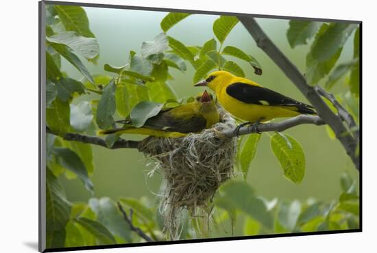 Golden Oriole (Oriolus Oriolus) Pair at Nest, Bulgaria, May 2008-Nill-Mounted Photographic Print