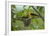 Golden Oriole (Oriolus Oriolus) Pair at Nest, Bulgaria, May 2008-Nill-Framed Photographic Print