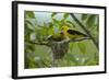 Golden Oriole (Oriolus Oriolus) Pair at Nest, Bulgaria, May 2008-Nill-Framed Photographic Print