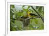 Golden Oriole (Oriolus Oriolus) Pair at Nest, Bulgaria, May 2008-Nill-Framed Photographic Print