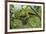 Golden Oriole (Oriolus Oriolus) Pair at Nest, Bulgaria, May 2008-Nill-Framed Photographic Print