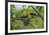 Golden Oriole (Oriolus Oriolus) Pair at Nest, Bulgaria, May 2008-Nill-Framed Photographic Print