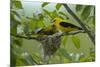 Golden Oriole (Oriolus Oriolus) Pair at Nest, Bulgaria, May 2008-Nill-Mounted Photographic Print