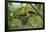 Golden Oriole (Oriolus Oriolus) Pair at Nest, Bulgaria, May 2008-Nill-Framed Photographic Print