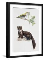 Golden Oriole (Oriolus Oriolus)-null-Framed Giclee Print