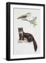 Golden Oriole (Oriolus Oriolus)-null-Framed Giclee Print