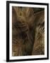 Golden Palm 2-Design Fabrikken-Framed Photographic Print