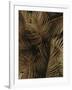 Golden Palm 2-Design Fabrikken-Framed Photographic Print