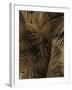 Golden Palm 2-Design Fabrikken-Framed Photographic Print