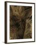 Golden Palm 2-Design Fabrikken-Framed Photographic Print