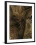 Golden Palm 2-Design Fabrikken-Framed Photographic Print