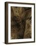 Golden Palm 2-Design Fabrikken-Framed Photographic Print