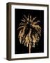 Golden Palm Tree II-Alonzo Saunders-Framed Art Print