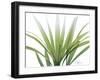 Golden Palm-Albert Koetsier-Framed Art Print