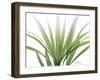 Golden Palm-Albert Koetsier-Framed Art Print