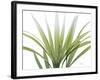 Golden Palm-Albert Koetsier-Framed Photo