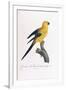 Golden Parakeet, Ara Guarouba, at an Early Age-Jacques Barraband-Framed Giclee Print